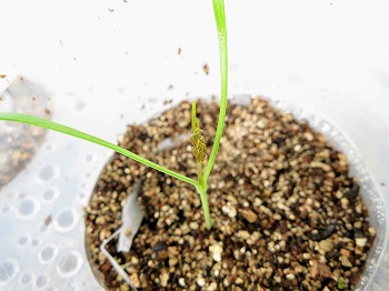 f:id:haruirosoleil:20180602132747j:plain