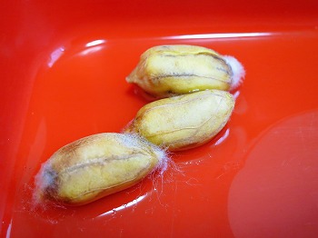 f:id:haruirosoleil:20180603064949j:plain