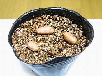 f:id:haruirosoleil:20180603065006j:plain