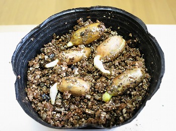 f:id:haruirosoleil:20180603065015j:plain