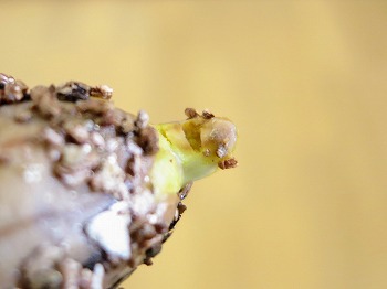 f:id:haruirosoleil:20180603065028j:plain