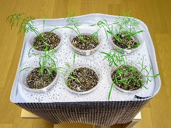 f:id:haruirosoleil:20180608180331j:plain