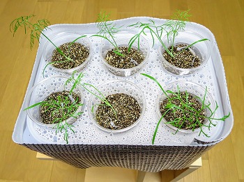 f:id:haruirosoleil:20180608180334j:plain