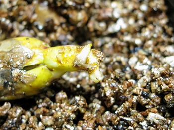 f:id:haruirosoleil:20180616061258j:plain