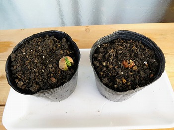 f:id:haruirosoleil:20180616061316j:plain