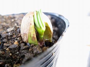 f:id:haruirosoleil:20180616061335j:plain