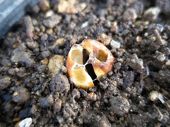 f:id:haruirosoleil:20180616061338j:plain