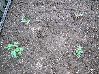 f:id:haruirosoleil:20180616074619j:plain