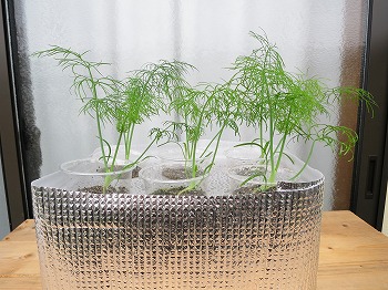 f:id:haruirosoleil:20180616111428j:plain