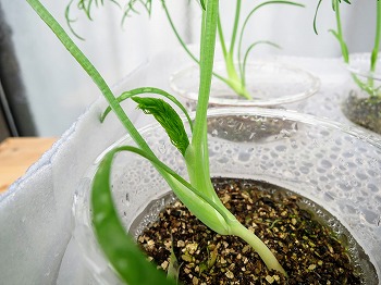 f:id:haruirosoleil:20180616111431j:plain