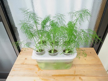 f:id:haruirosoleil:20180624172906j:plain