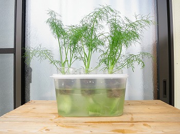 f:id:haruirosoleil:20180624172909j:plain