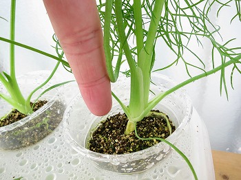 f:id:haruirosoleil:20180624172911j:plain