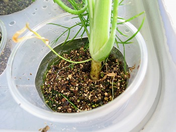 f:id:haruirosoleil:20180630134129j:plain