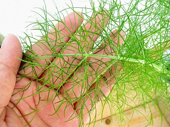 f:id:haruirosoleil:20180630134136j:plain