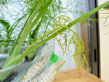 f:id:haruirosoleil:20180630134342j:plain