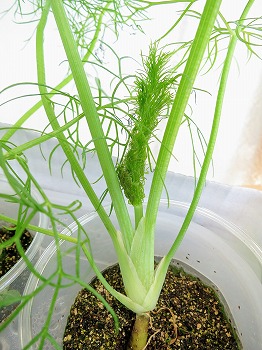 f:id:haruirosoleil:20180630134756j:plain