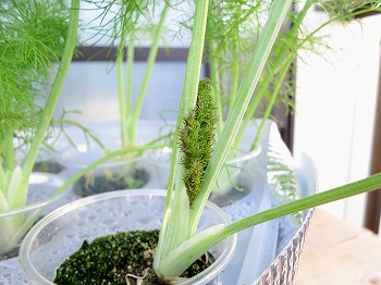 f:id:haruirosoleil:20180703200132j:plain