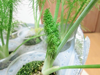 f:id:haruirosoleil:20180703200839j:plain