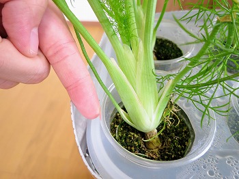 f:id:haruirosoleil:20180707111623j:plain