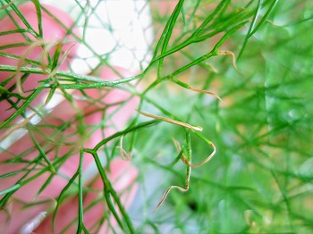 f:id:haruirosoleil:20180707111642j:plain