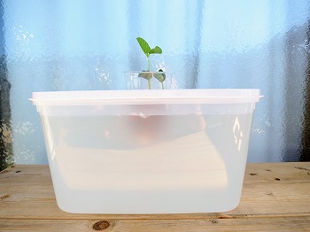 枝豆の水耕栽培 第3回目 今度は液肥に浸すタイミングを少し遅らせてみます 春色ソレイユ 枝豆の水耕栽培 第3回目 今度は液肥に浸すタイミングを少し遅らせてみます 春色ソレイユ
