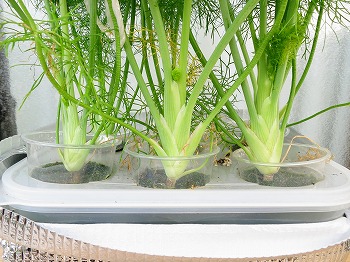 f:id:haruirosoleil:20180715080300j:plain