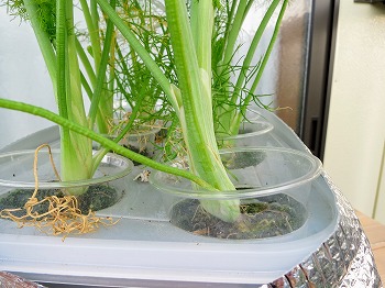 f:id:haruirosoleil:20180715080307j:plain