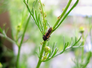 f:id:haruirosoleil:20180717202337j:plain