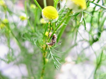 f:id:haruirosoleil:20180717202343j:plain