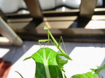 f:id:haruirosoleil:20180717202357j:plain