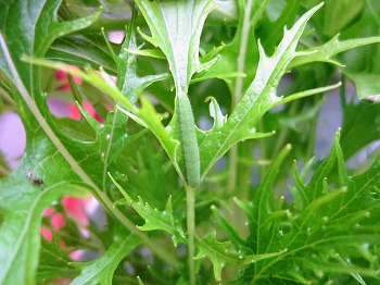 f:id:haruirosoleil:20180717202400j:plain