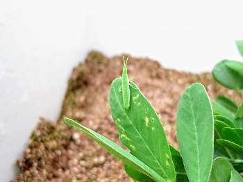 f:id:haruirosoleil:20180717202426j:plain