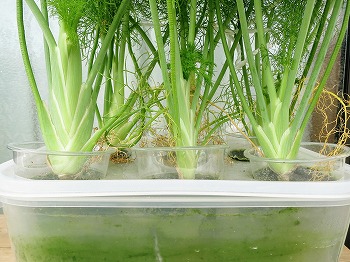 f:id:haruirosoleil:20180722084318j:plain