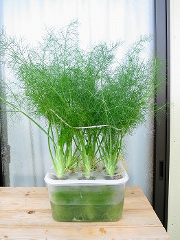 f:id:haruirosoleil:20180722084320j:plain