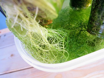 f:id:haruirosoleil:20180722084412j:plain