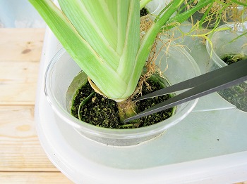 f:id:haruirosoleil:20180722084426j:plain