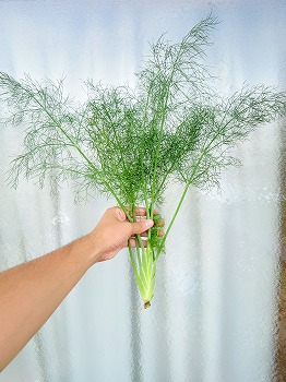 f:id:haruirosoleil:20180722084429j:plain