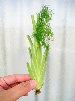 f:id:haruirosoleil:20180722084431j:plain