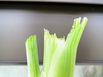 f:id:haruirosoleil:20180722084444j:plain