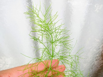 f:id:haruirosoleil:20180722084613j:plain