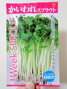 かいわれ大根 を栽培中 冬でも収獲できる野菜として期待してます 春色ソレイユ