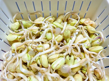 乾燥大豆から 豆もやし を栽培 食用の種でも上手く発芽するでしょうか 春色ソレイユ