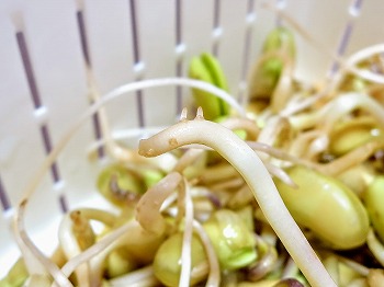 乾燥大豆から 豆もやし を栽培 食用の種でも上手く発芽するでしょうか 春色ソレイユ