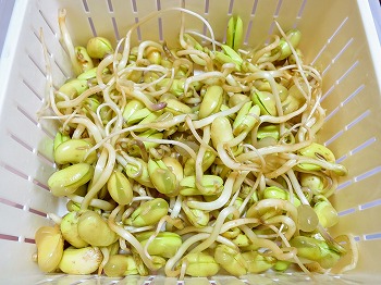 乾燥大豆から 豆もやし を栽培 食用の種でも上手く発芽するでしょうか 春色ソレイユ