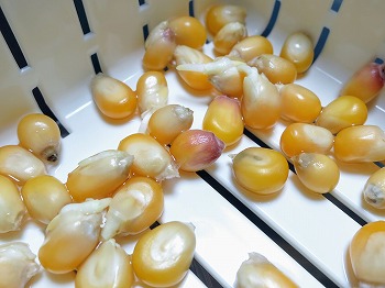 発芽失敗 トウモロコシもやしの栽培2回目 今回もカビの侵攻を止められませんでした 春色ソレイユ 発芽失敗 トウモロコシもやしの栽培2回目 今回もカビの侵攻を止められませんでした 春色ソレイユ