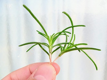 オカヒジキ の水耕栽培をリベンジします 今度は種蒔き時期を守って育てます 春色ソレイユ