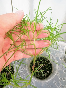 オカヒジキ の水耕栽培をリベンジします 今度は種蒔き時期を守って育てます 春色ソレイユ