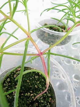 オカヒジキ の水耕栽培をリベンジします 今度は種蒔き時期を守って育てます 春色ソレイユ