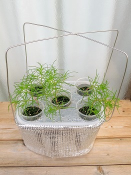 オカヒジキ の水耕栽培をリベンジします 今度は種蒔き時期を守って育てます 春色ソレイユ